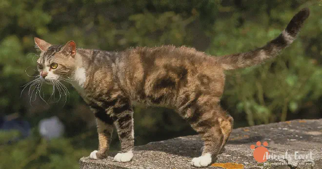 Dumbest American Wirehair