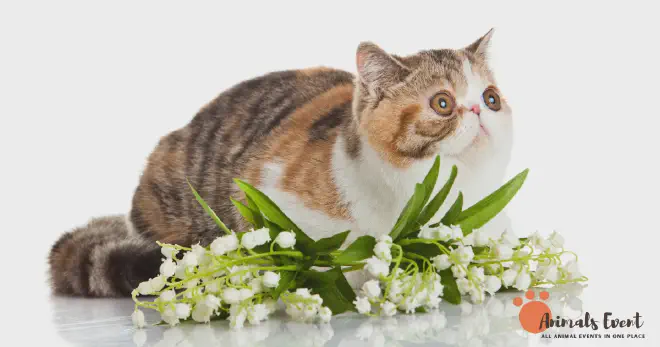 Dumbest Exotic Shorthair