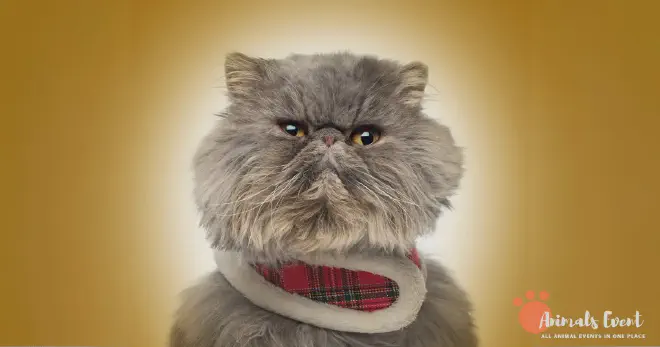 Dumbest Persian Cats