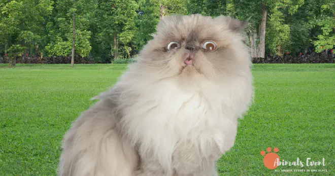 Dumbest Persian Himalayan