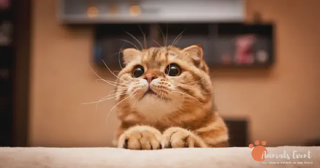 Dumbest Scottish Fold