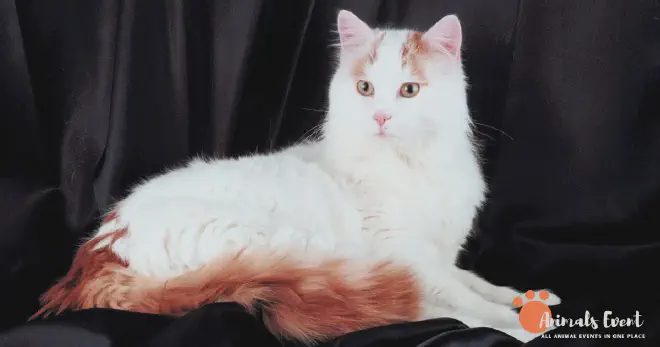 Dumbest Turkish Van