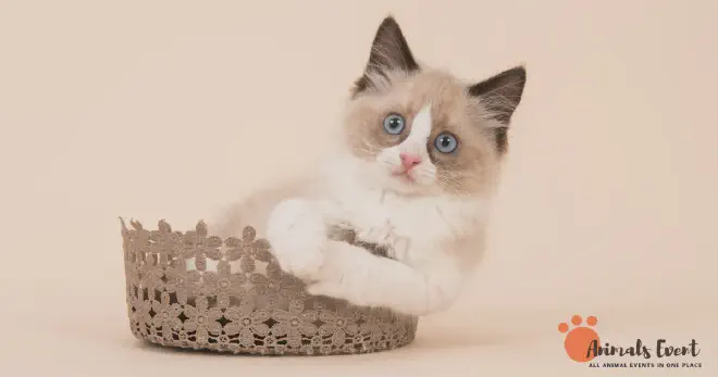 Are Flame Point Ragdolls Friendly