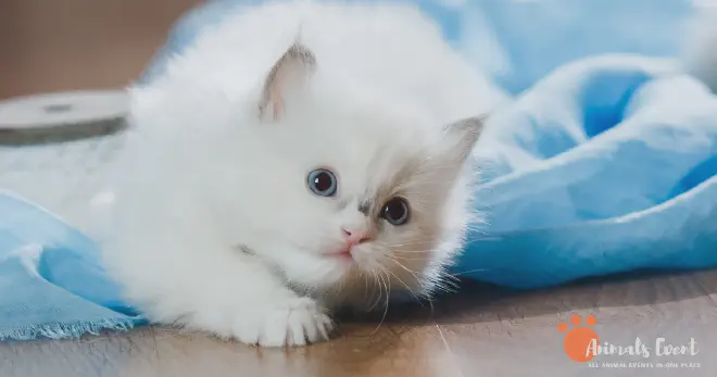 Flame Point Ragdoll Common Health Problems