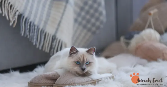 Flame Point Ragdoll Patterns