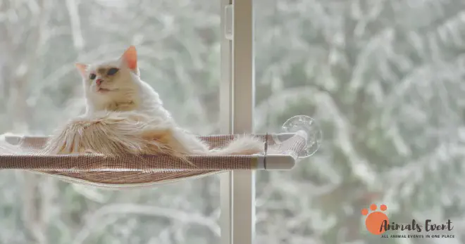 Flame Point Ragdoll Personality