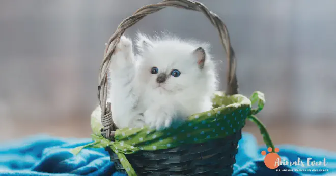 How Much Is A Flame Point Ragdoll Cat