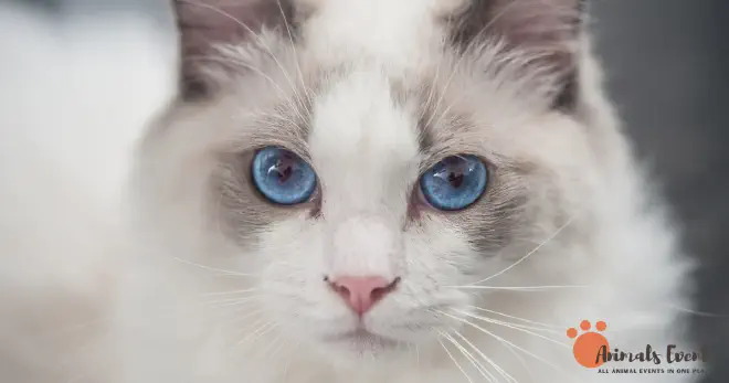 What Is A Flame Point Ragdoll