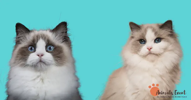 What Is The Difference Between Flame Point And Cream Ragdolls