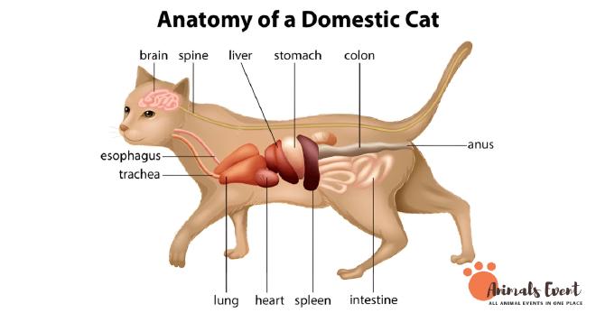 Anatomy And Physiology Of A Cat’s Heart