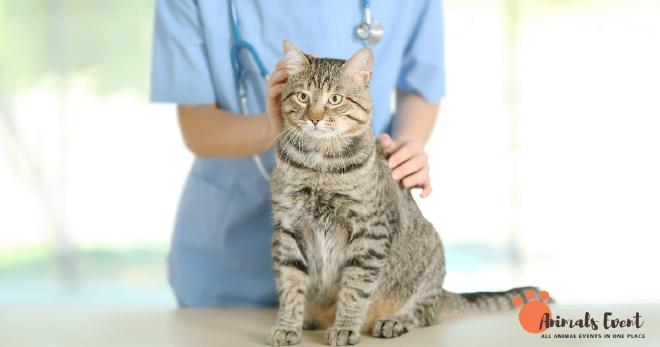 How Big Is A Cat’s Heart