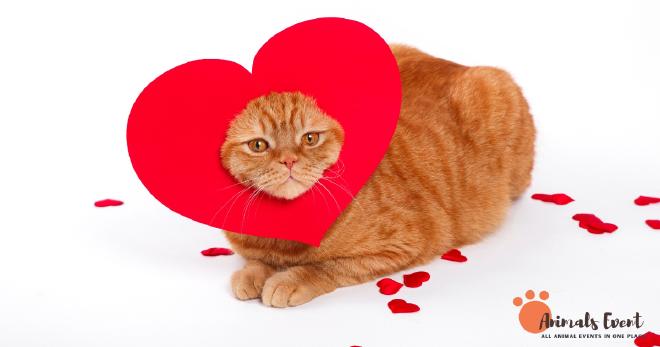 Interesting Facts About Cat’s Hearts