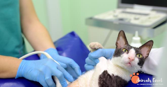 Monitoring Your Cat’s Heart Health