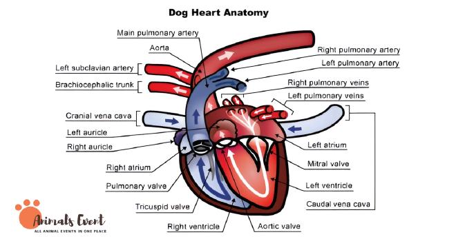 Physiology of a Cat’s Heart