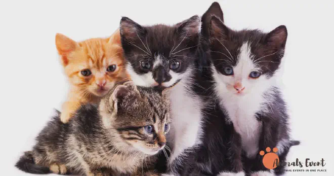 Do Cats Mate With Their Brothers And Sisters