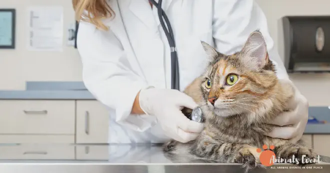 Health Issues in Inbred Cats