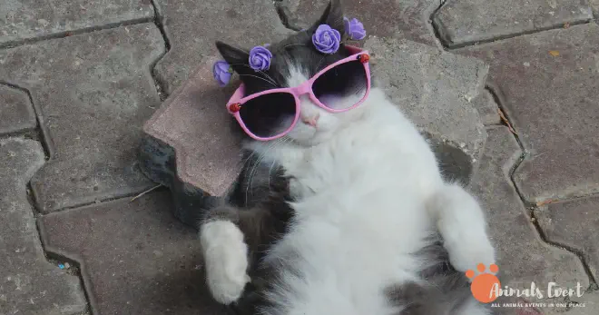 How Long Do Inbred Cats Live