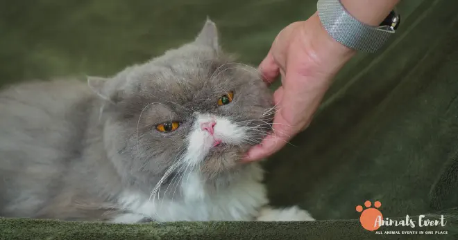 How To Tell If A Cat Is Inbred