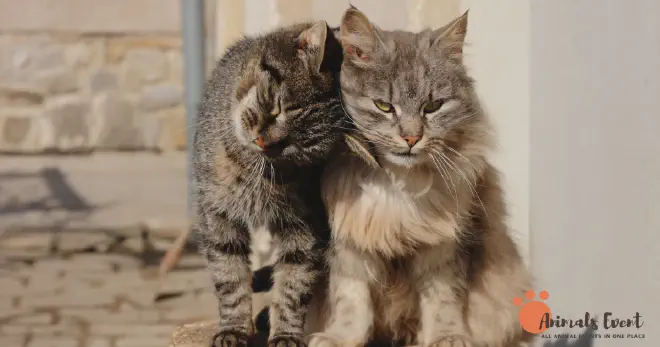 Is It Okay For Cats To Be Inbred