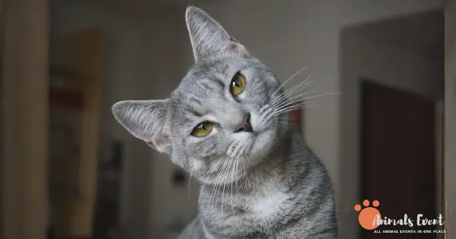 What Are Inbred Cats