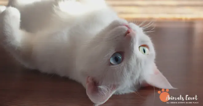 What Are The Problems With Inbreeding Cats