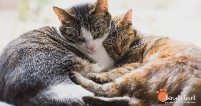 What Do Inbred Cats Look Like