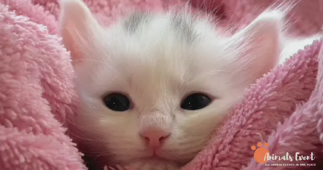 What Happens If Cats Are Inbred