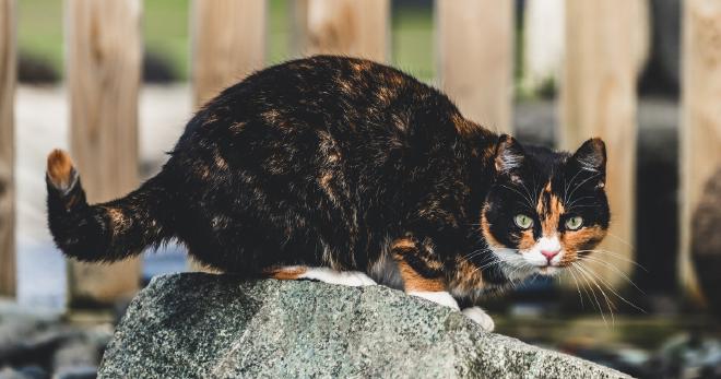 Common Health Problems in Lilac Tortoiseshell Cats