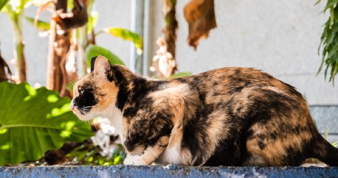Facts About Lilac Tortoiseshell Cats