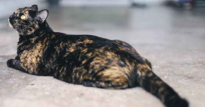 Grooming Requirements for Lilac Tortoiseshell Cats