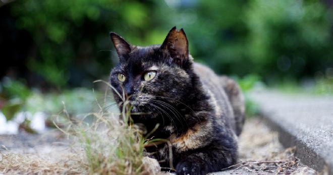 Lilac Tortoiseshell Cat Breeds