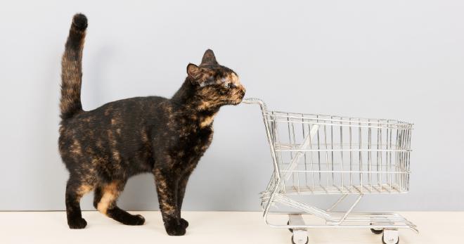 Lilac Tortoiseshell Cat Price