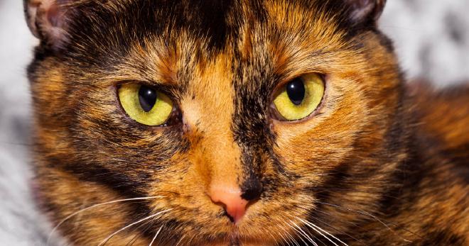 Lilac Tortoiseshell Cats, Are They Hypoallergenic