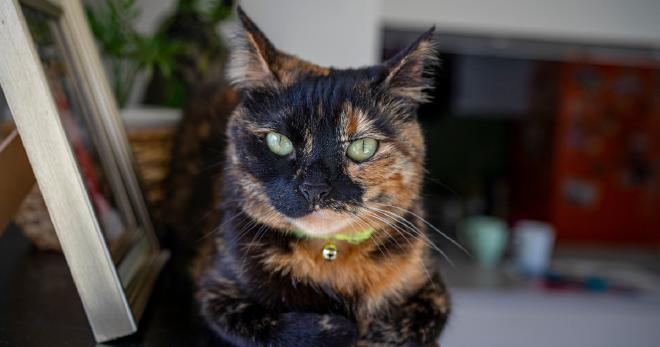 Size, Weight, and Lifespan of Lilac Tortoiseshell Cats