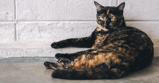 What Is a Lilac Tortoiseshell Cat