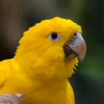 Bird Shows Near Me