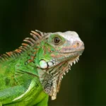 Reptile Shows Near Me