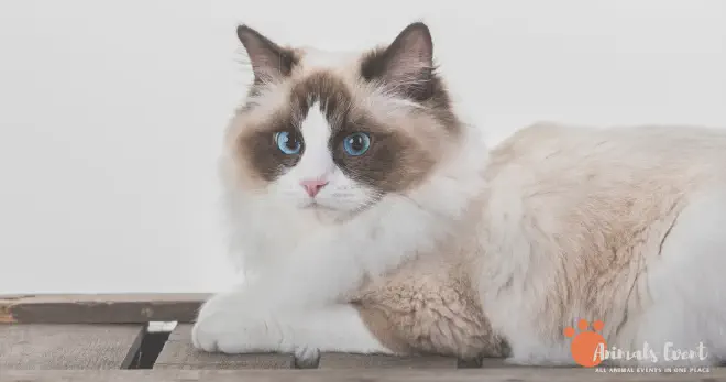 About Ragdoll Cats