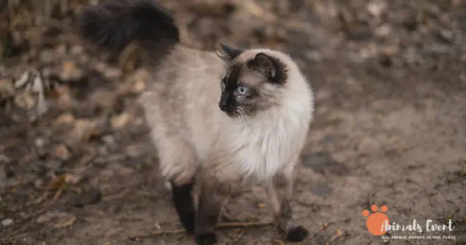 How Big Do Siamese Ragdoll Cats Get