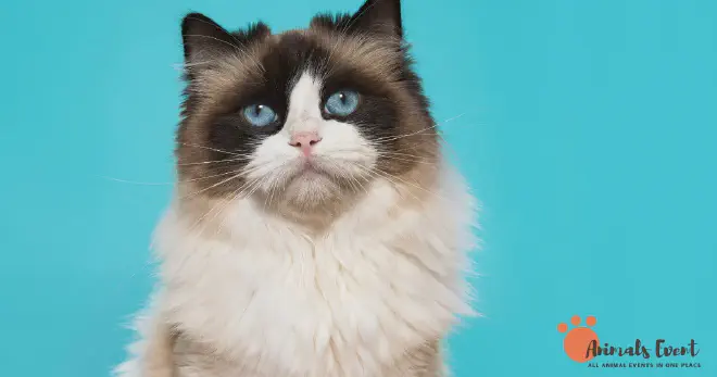 How Much Is A Ragdoll Siamese Cat