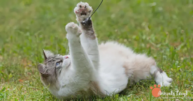 Is Ragdoll Siamese Mix Good Family Cats