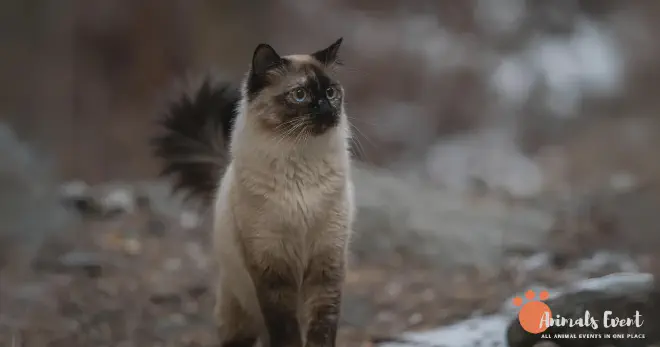 Ragdoll Siamese Appearance