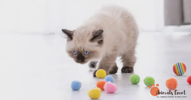 Ragdoll Siamese Mix Characteristics