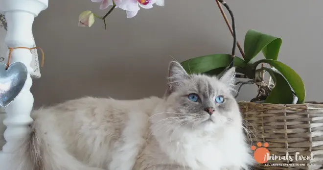 SIAMESE RAGDOLL Common Health Problems