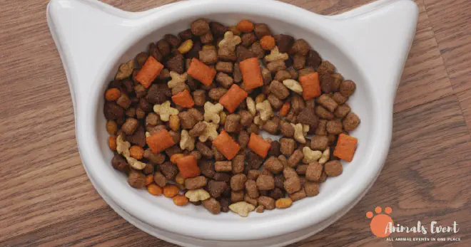SIAMESE RAGDOLL Feeding