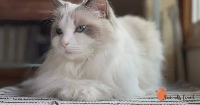 SIAMESE RAGDOLL Grooming