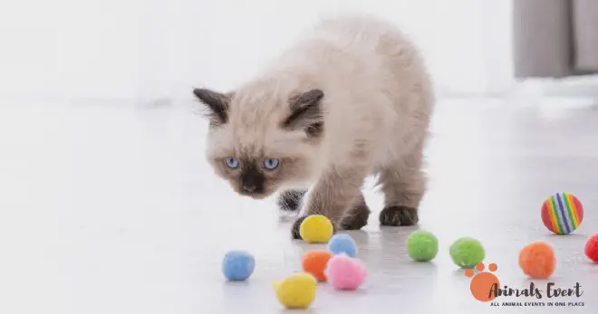 SIAMESE RAGDOLL Training &amp; Exercise