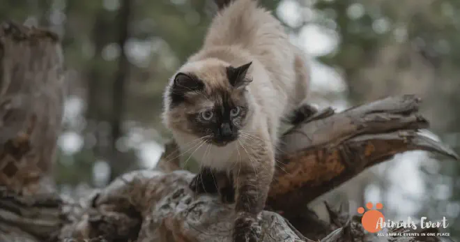 SIAMESE RAGDOLL Weather Tolerance