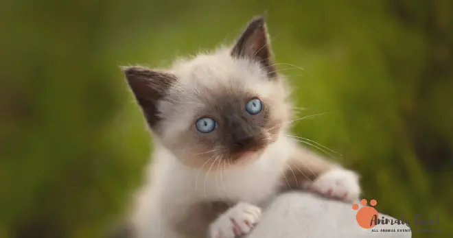 Siamese Ragdoll Mix Lifespan