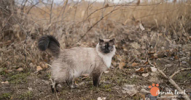 What Is A Ragdoll Siamese Mix